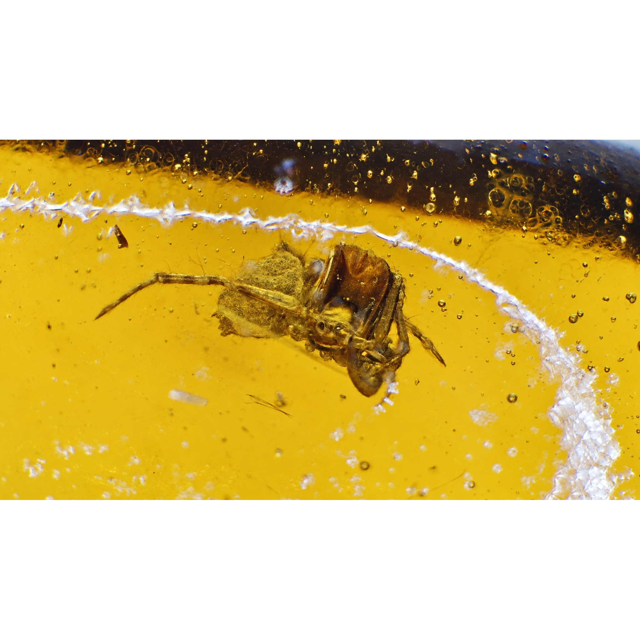 Real yellow orange Dominican amber spider and wasps stone 28mm