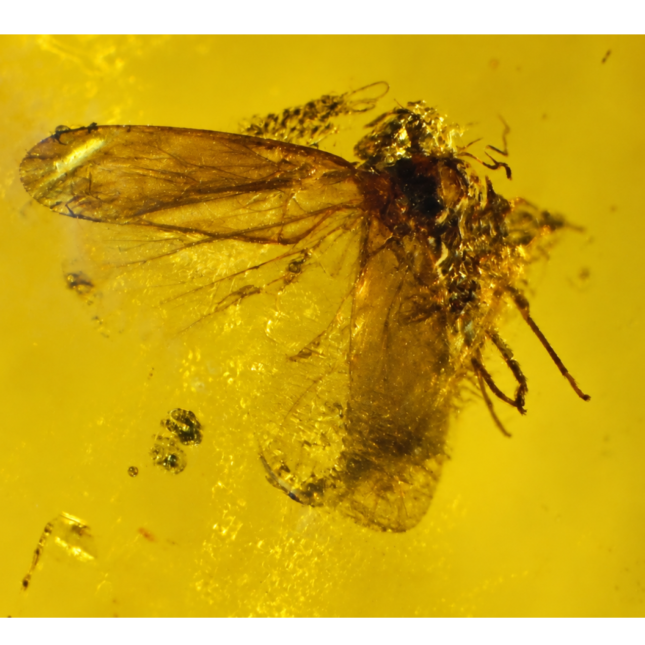 Real yellow Dominican amber small fly stone 26mm