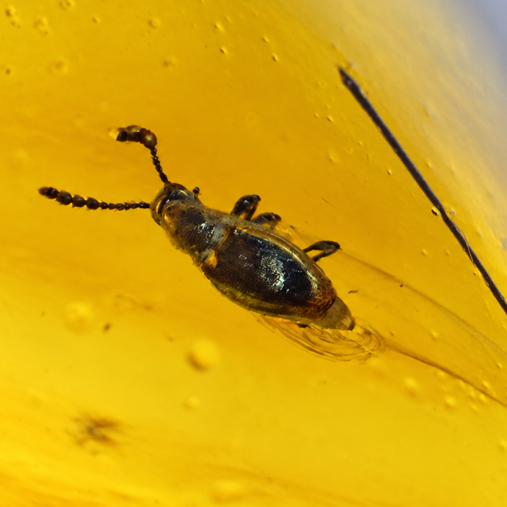 Real yellow Dominican amber bettle stone 33mm