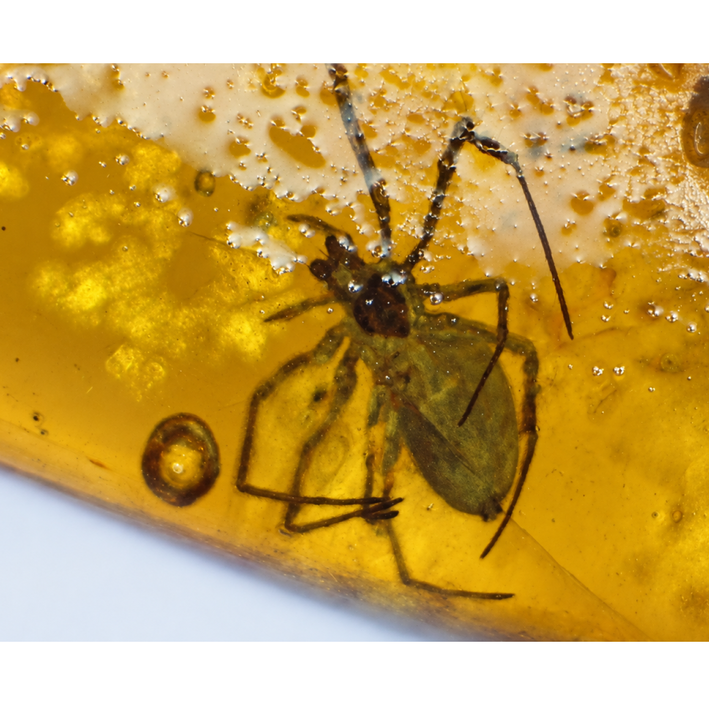 Real yellow Dominican amber true bug stone 25mm