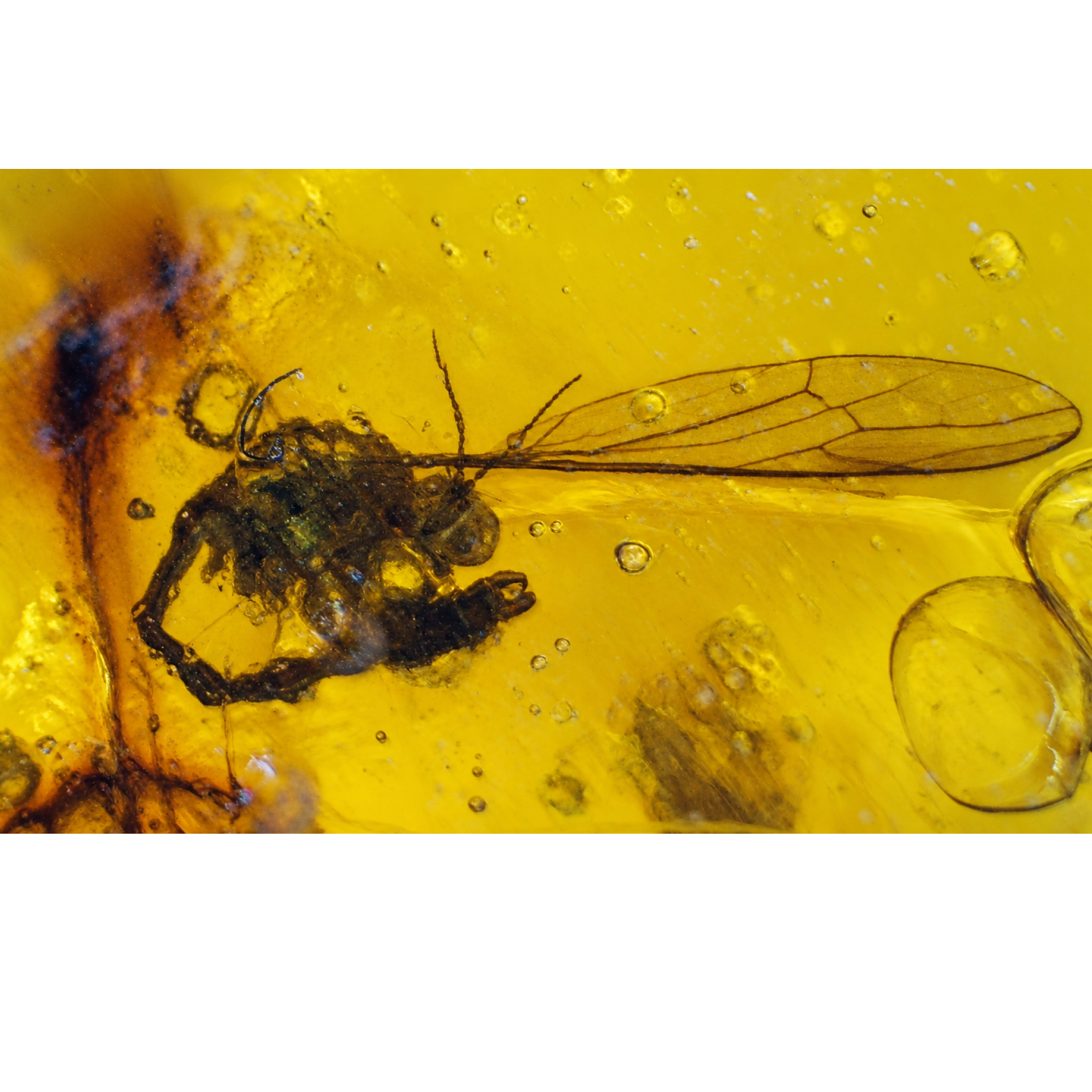 Authentic yellow Dominican amber small fly insect stone 17mm