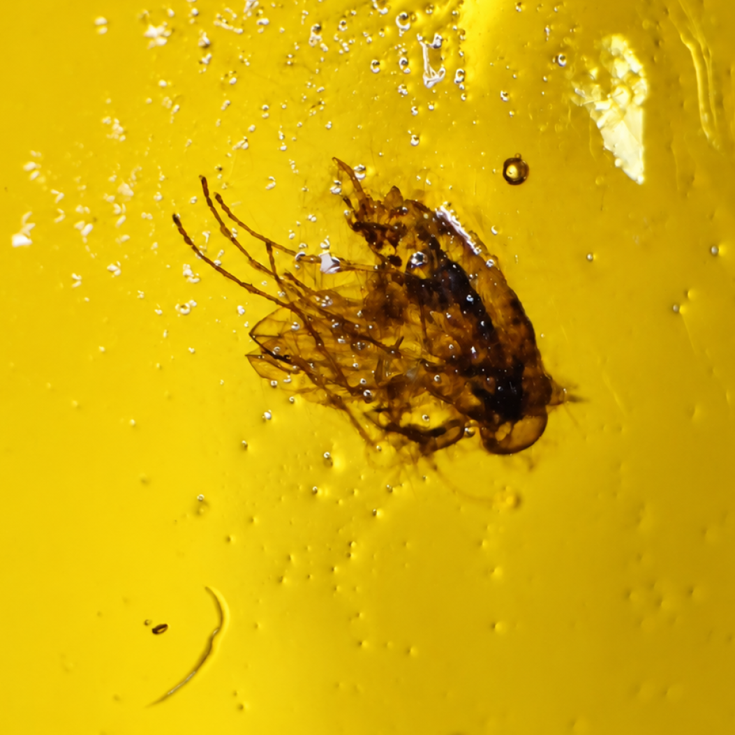 Authentic yellow Dominican amber fly insect stone 25mm