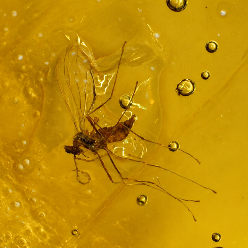 Genuine yellow Dominican amber fly insect stone 17mm