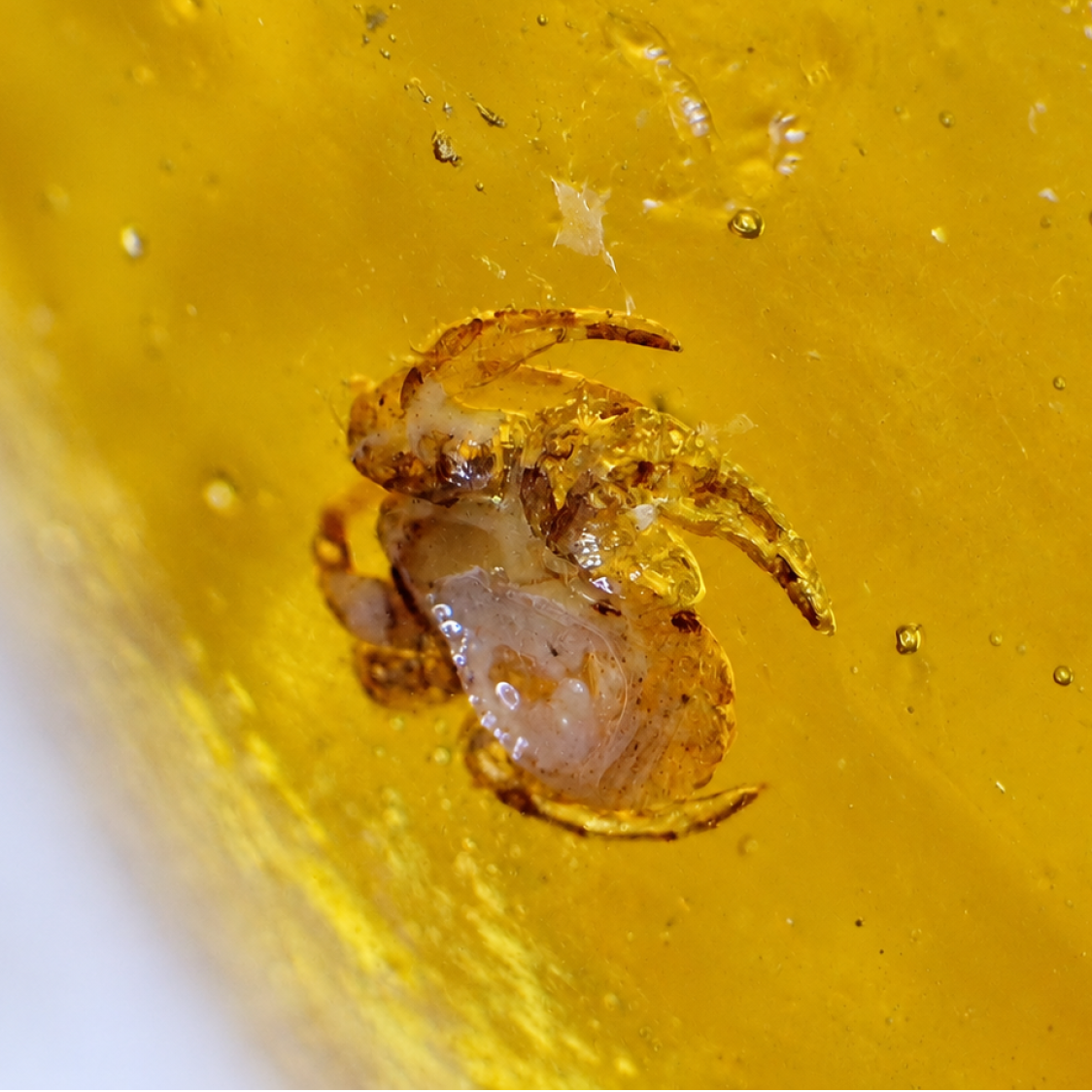 Genuine yellow Dominican amber spider or scorpion insect stone 18mm